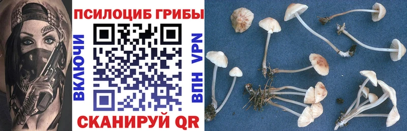 Купить где  Кудрово  Галлюциногенные грибы Magic Shrooms 